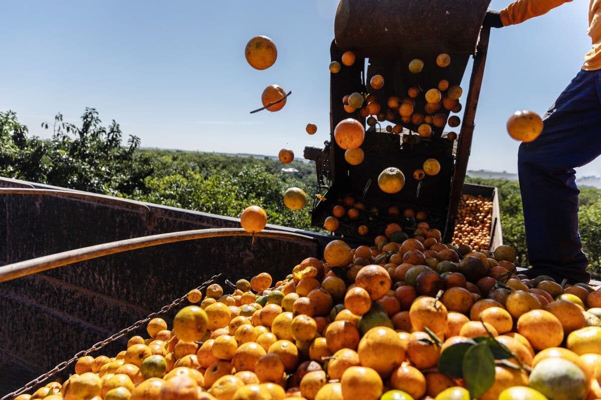 Orange Juice Jumps Most in a Week on Shrinking Brazil Crop