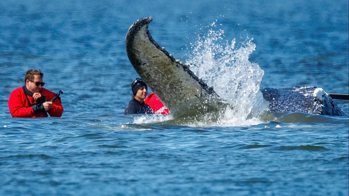 German bid to rescue 'Timmy' the whale stranded off Baltic coast passes key hurdle