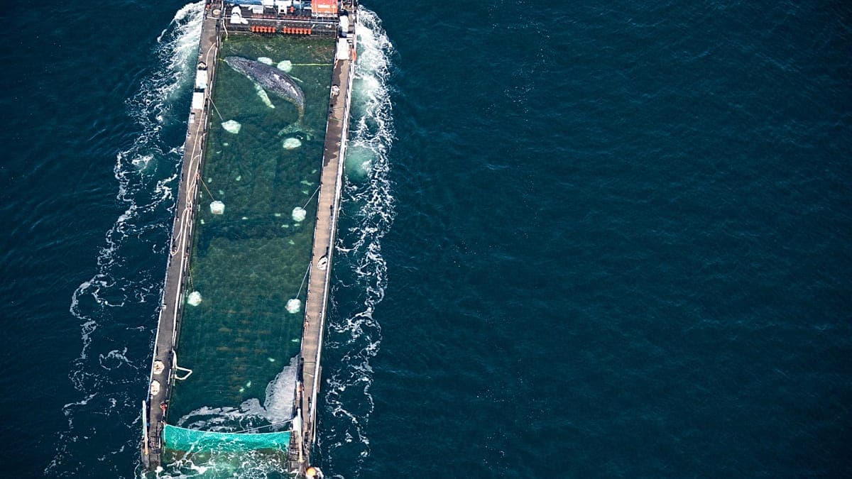 Timmy the humpback whale is presumed to have died after being released into a shipping lane