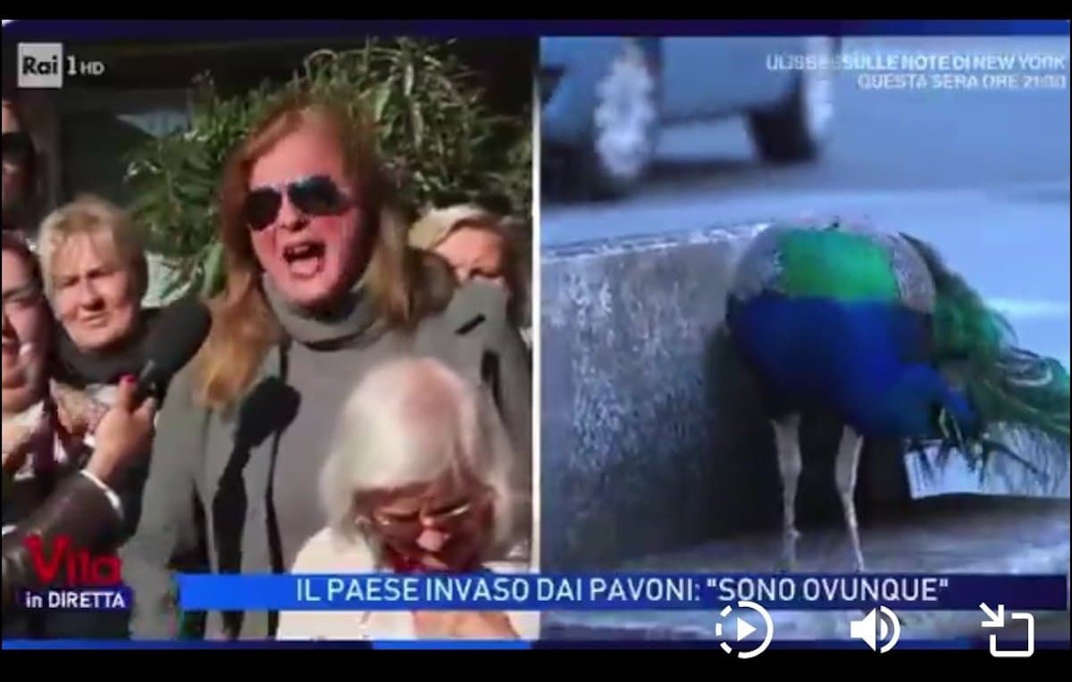 Punta Marina e il dramma dell’invasione dei pavoni – Il video