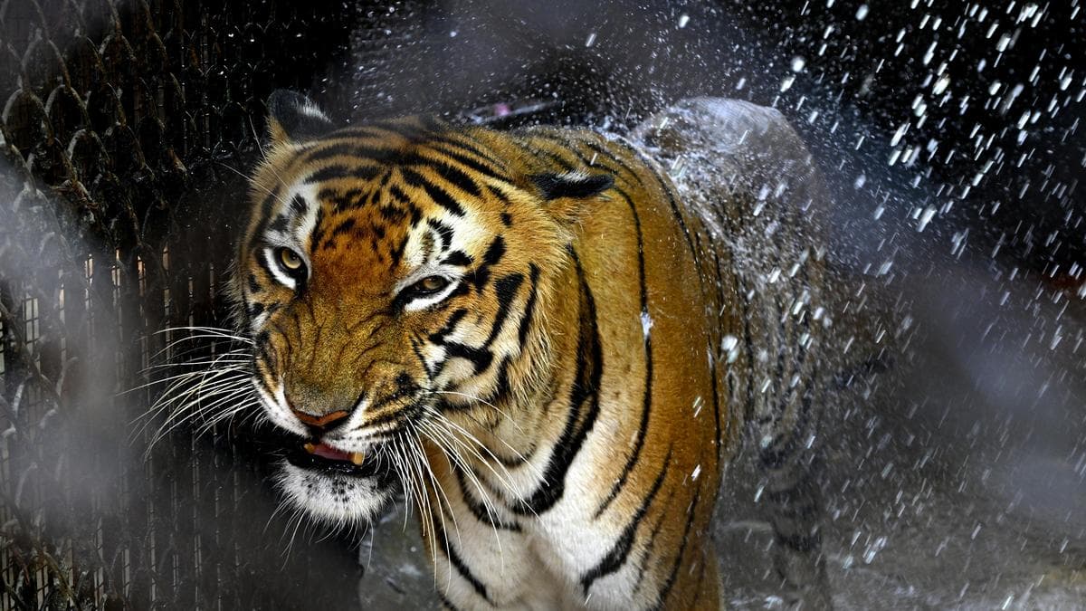 India to host first Big Cat Summit in June